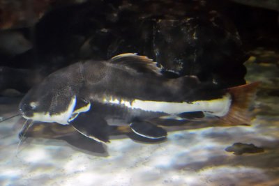 Redtail Catfish (2)