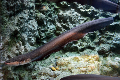 Electric Eel