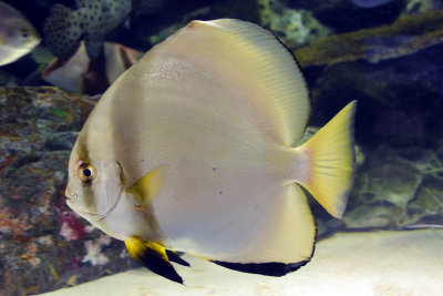 Shinagawa Aquarium