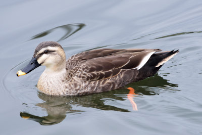 Wild Duck (Female)