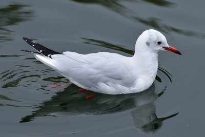 Sea Gull (1)