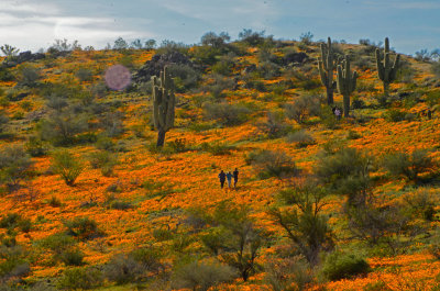 Poppy Landscape Apache Reservation 502e.jpg