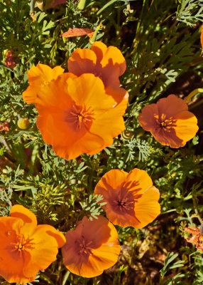 Mexican Poppy 492e.jpg