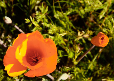 Mexican Poppies 551e.jpg