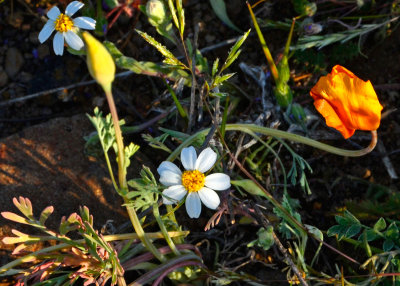 White Tidytips 527e.jpg