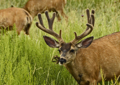 6 Mesa Verde NP Deer 1521.jpg