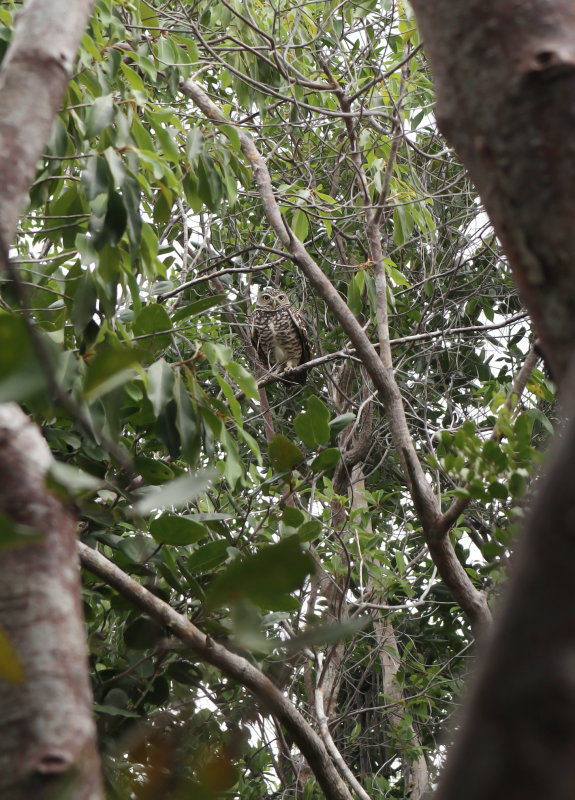 Burrowing Owl found in Levi Nature Preserve