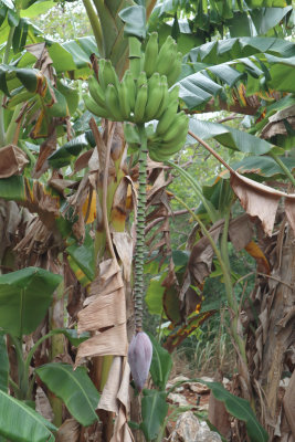 banana tree at Levi Nature Preserve