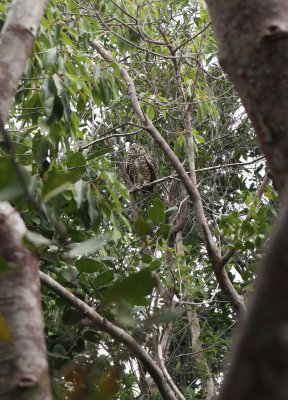 Burrowing Owl found in Levi Nature Preserve