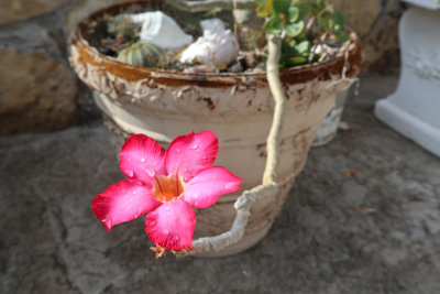Desert Rose, Desert Plumeria, Impala Lily