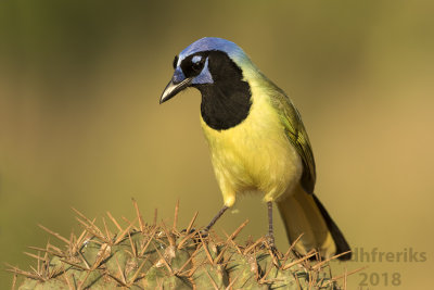 Green Jay 2018g.jpg