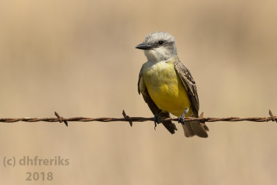 Tropical or Couch's Kingbird 2018a.jpg