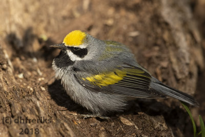 Golden-winged Warbler 2018a.jpg