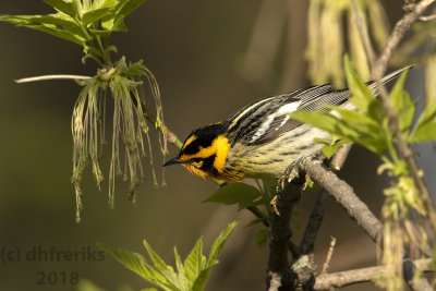 Blackburnian Warbler 2018a.jpg