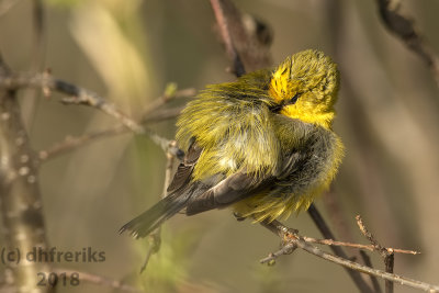 Blue-winged Warbler2018a.jpg