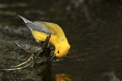 Prothonotary Warbler 2018a.jpg