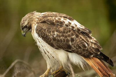 Red-tailed Hawk 2018b.jpg