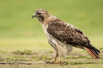 Red-tailed Hawk 2018e.jpg