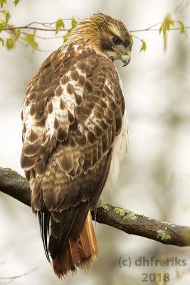 Red-tailed Hawk 2018h.jpg