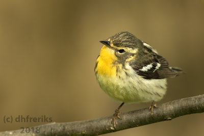 Blackburnian Warbler 2018b.jpg