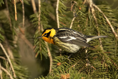 Blackburnian Warbler 2018c.jpg