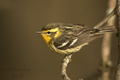 Blackburnian Warbler 2018e.jpg