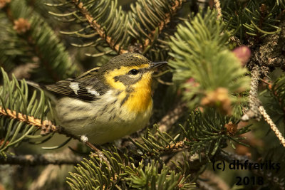 Blackburnian Warbler 2018f.jpg