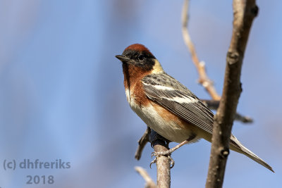 Bay-breasted Warbler 2018a.jpg