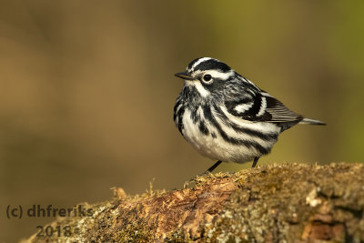 Black and White Warbler 2018a.jpg