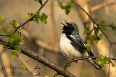 Black-throated Blue Warbler 2018a.jpg