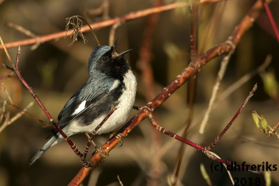 Black-throated Blue Warbler 2018b.jpg