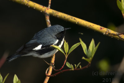 Black-throated Blue Warbler 2018c.jpg