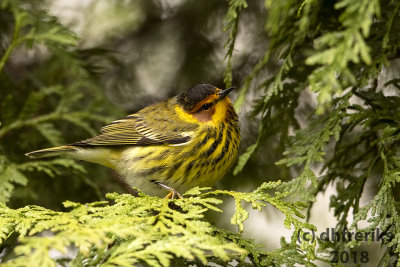 Cape May Warbler 2018b.jpg