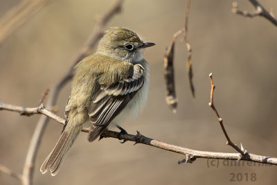 Least Flycatcher 2018a.jpg