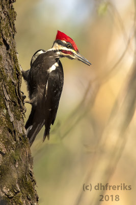 Pileated Woodpecker 2018a.jpg