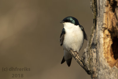 Tree Swallow 2018a.jpg