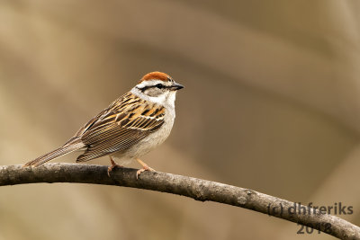 Chipping Sparrow 2018a.jpg