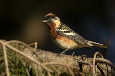 Bay-breasted Warbler 2018a.jpg