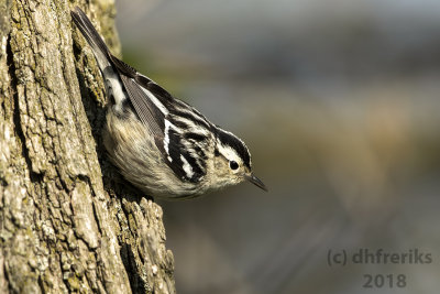 Black and White Warbler 2018a.jpg