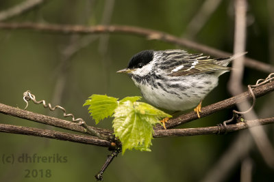 blackpoll Warbler 2018c.jpg