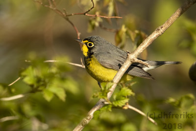 Canada Warbler 2018d.jpg