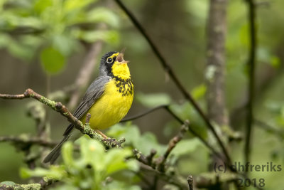 Canada Warbler 2018f.jpg