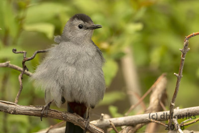 Gray Catbird 2018a.jpg