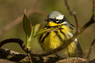 Magnolia Warbler 2018b.jpg