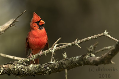 Northern Cardinal 2018a.jpg