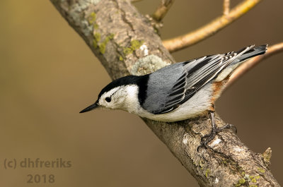 White-breasted Nuthatch 2018a.jpg
