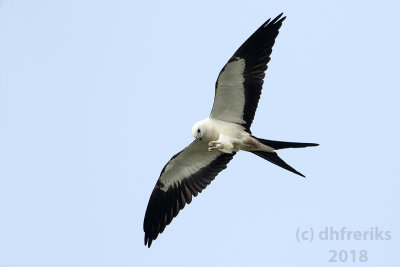 Swallow-tailed Kite2018 (1).jpg