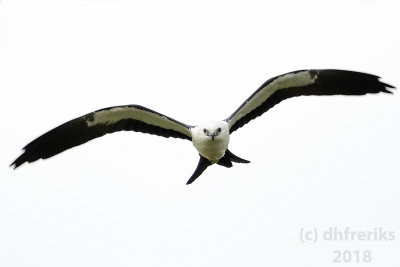 Swallow-tailed Kite2018 (10).jpg