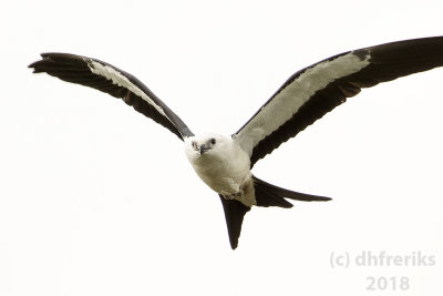 Swallow-tailed Kite2018 (11).jpg