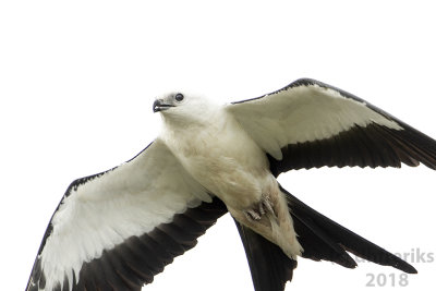 Swallow-tailed Kite2018 (12).jpg
